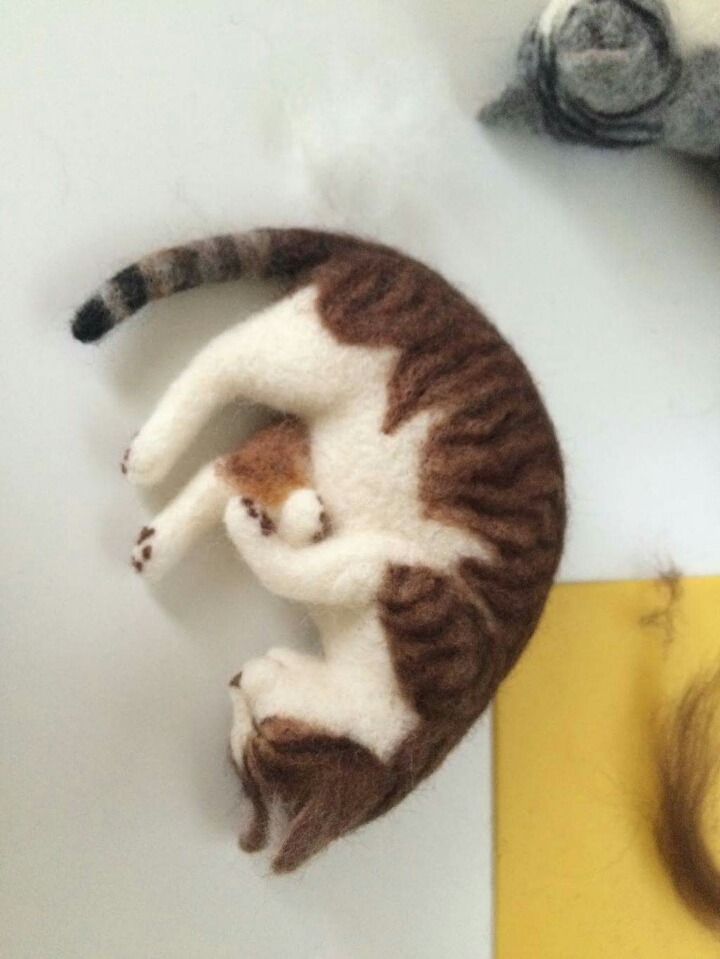 고양이 태어나는 과정 | 인스티즈