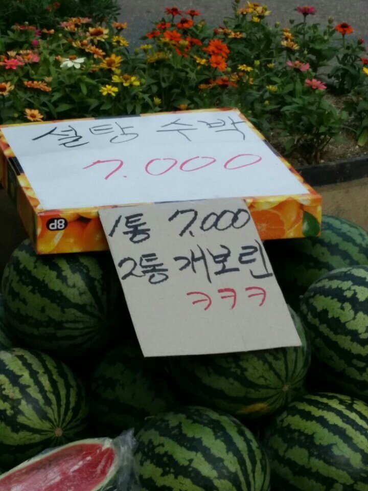 수박 한통에 7000원 | 인스티즈