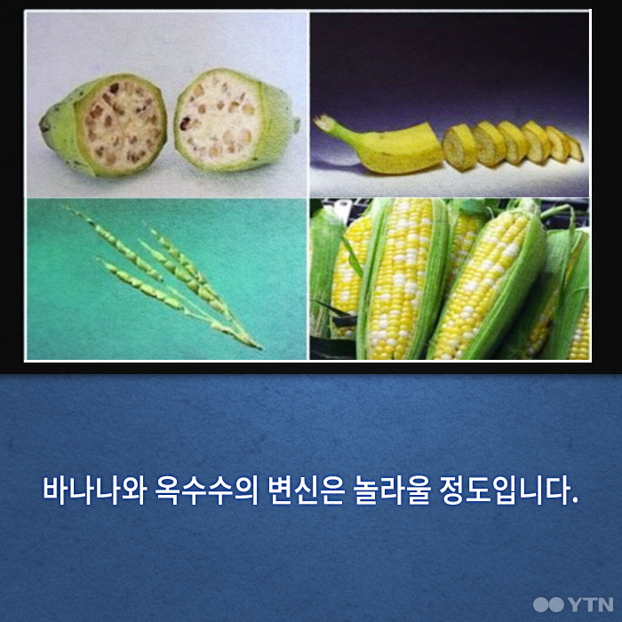 당신이 모르는 수박의 숨겨진 과거 | 인스티즈