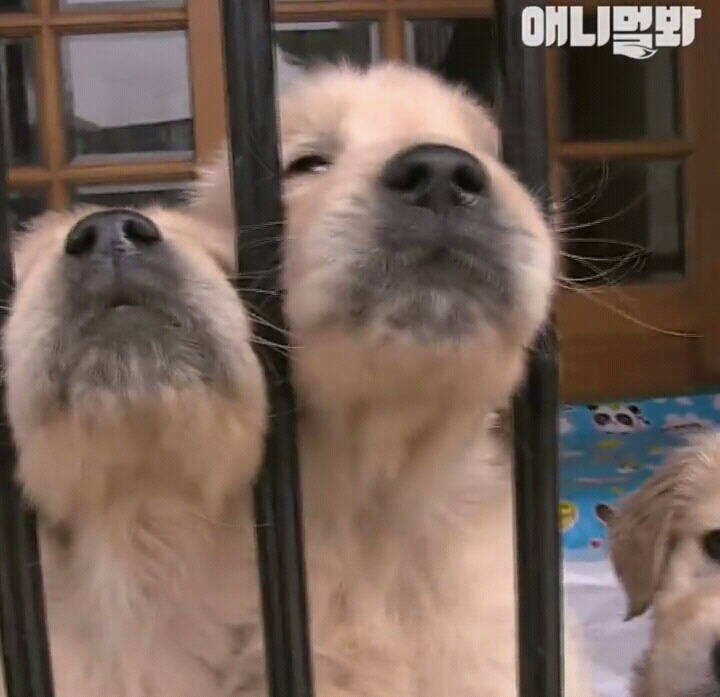 귀여워서 것 같은 인절미들 | 인스티즈