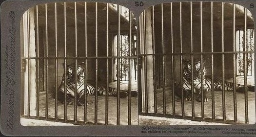 사람 잡아먹는 맹수를 때려잡는 사냥꾼 짐코벳 | 인스티즈