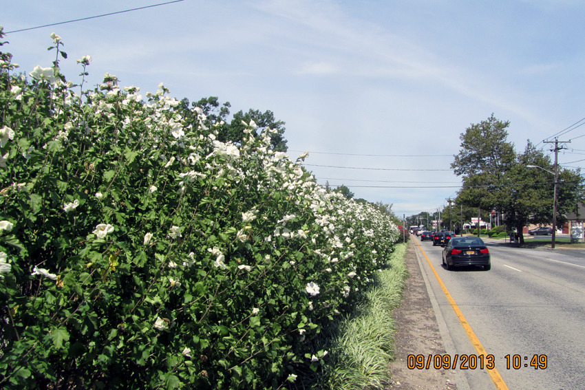 242DF24455AD53912AC091