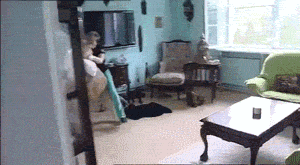 놀아달라고 앙탈부리는 고양이.gif | 인스티즈