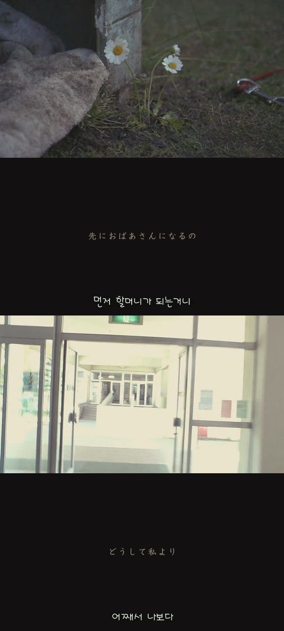 강아지의 삶 | 인스티즈