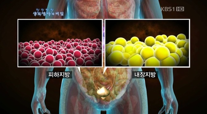 침묵의 암살자 뱃속의 시한폭탄 내장지방의 위험성 | 인스티즈