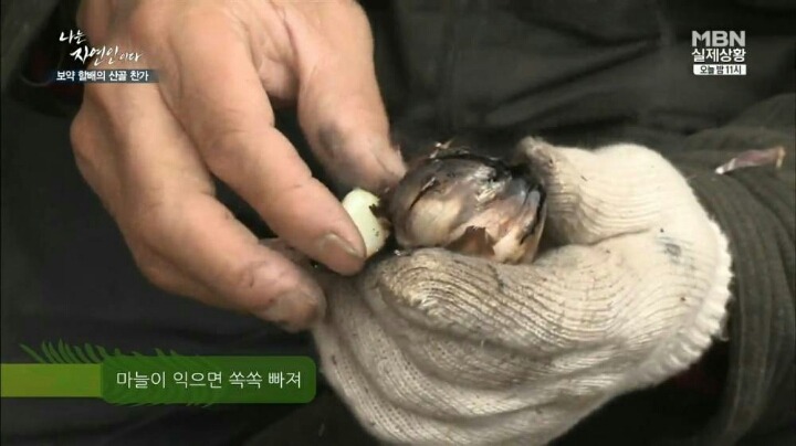 나는 자연인이다 마늘성애자 (마늘주의) | 인스티즈