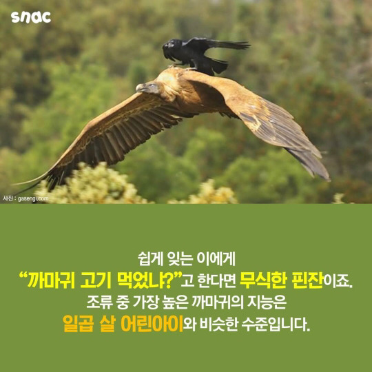 범고래와 까마귀의 지능 | 인스티즈