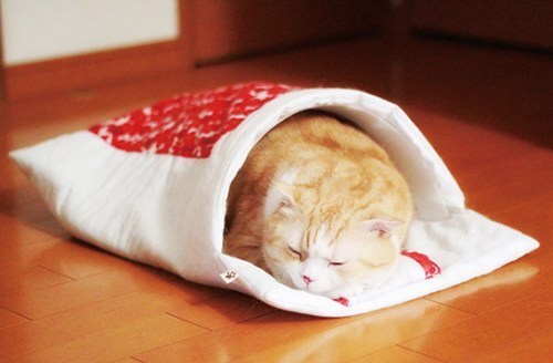 고양이 이불 이상과 현실.jpg | 인스티즈