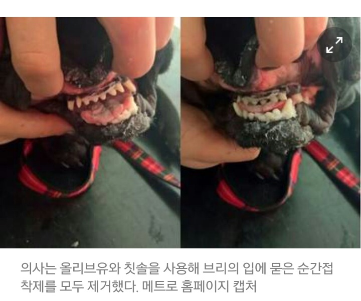 한눈판 사이 순간접착제에 입이 붙어버린 반려견 | 인스티즈