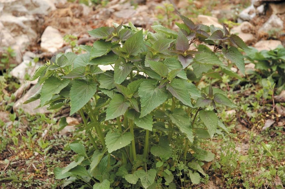 경상도 지역에서 먹는 향이 강한 방아 | 인스티즈