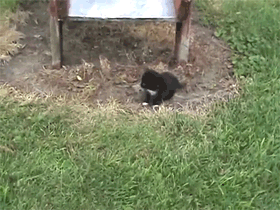 고양이.jpgif | 인스티즈