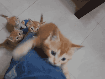 고양이들.gif | 인스티즈