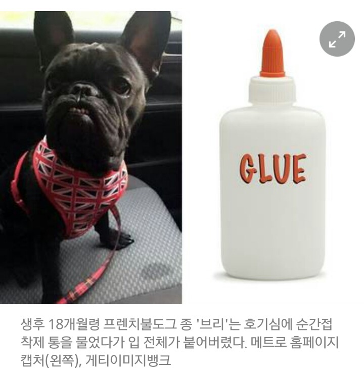 한눈판 사이 순간접착제에 입이 붙어버린 반려견 | 인스티즈