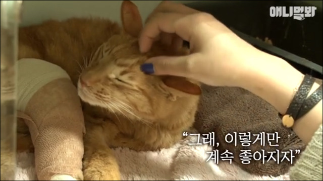 거식증 걸린 고양이 준팔이 그후 | 인스티즈
