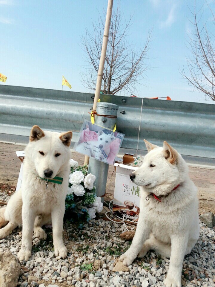 사랑하는 내 동생은 개소주가 되어서 돌아왔고 저는 개소주녀가 되었습니다 | 인스티즈