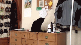 시크한 고양이들 .gif | 인스티즈