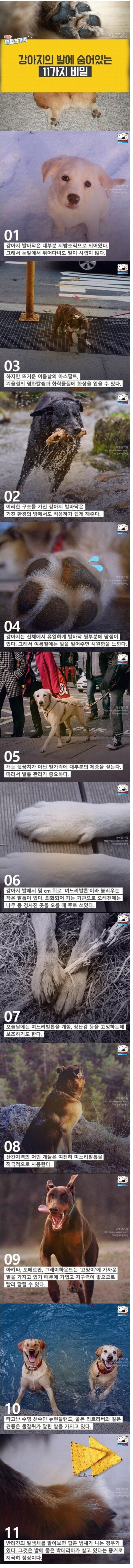 강아지발의 11가지 비밀 | 인스티즈