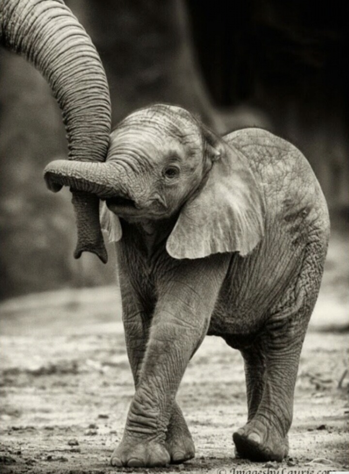 새끼를 안는 어미들의 표정 | 인스티즈