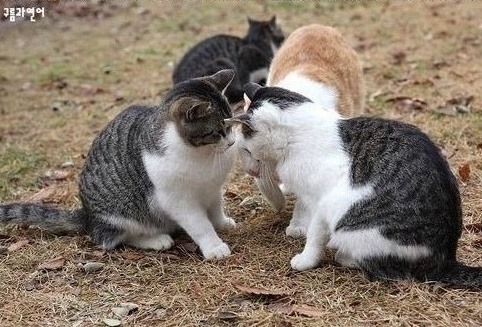 고양이 질투 | 인스티즈