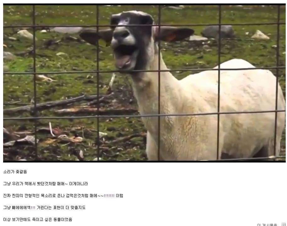 바보같은 동물.jpg | 인스티즈