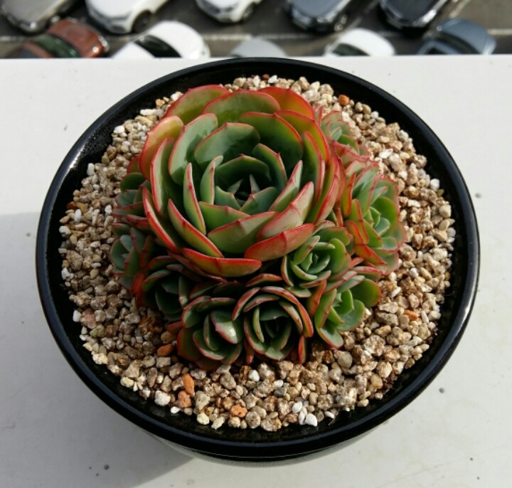바디스 이미지
