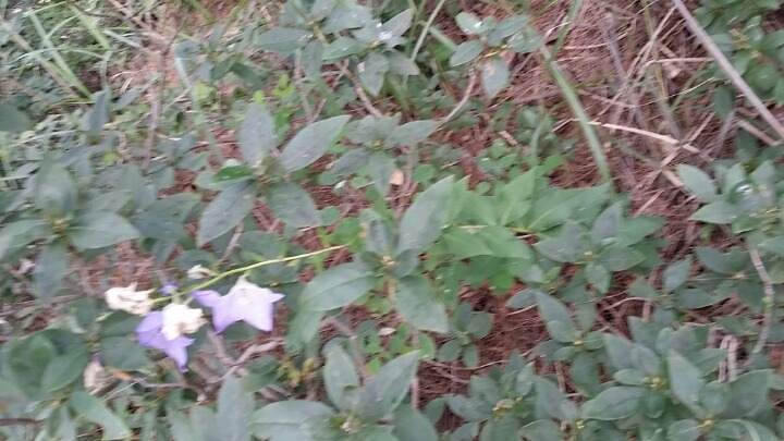 더수 이미지