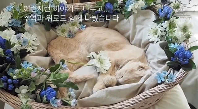 내 고양이의 장례식(슬픔주의) | 인스티즈
