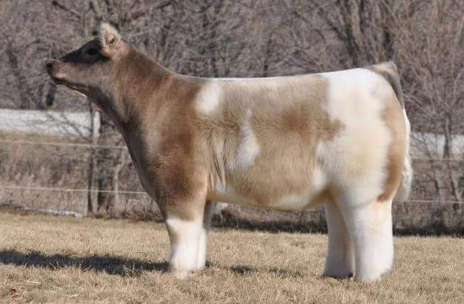 실제로 존재한다는 말랑카우 소.jpg | 인스티즈