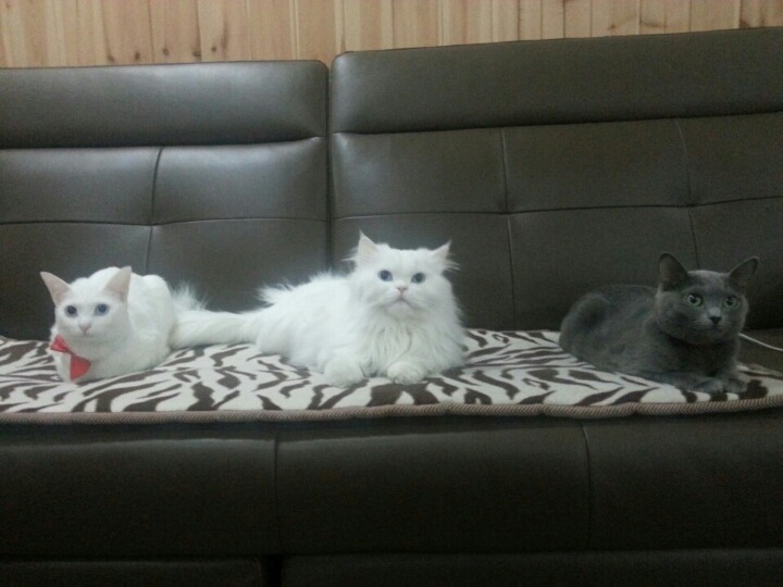 오공이 이미지