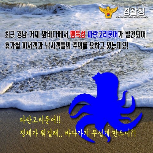 바닷가에서 맨손으로 잡으면 안되는 이것! | 인스티즈