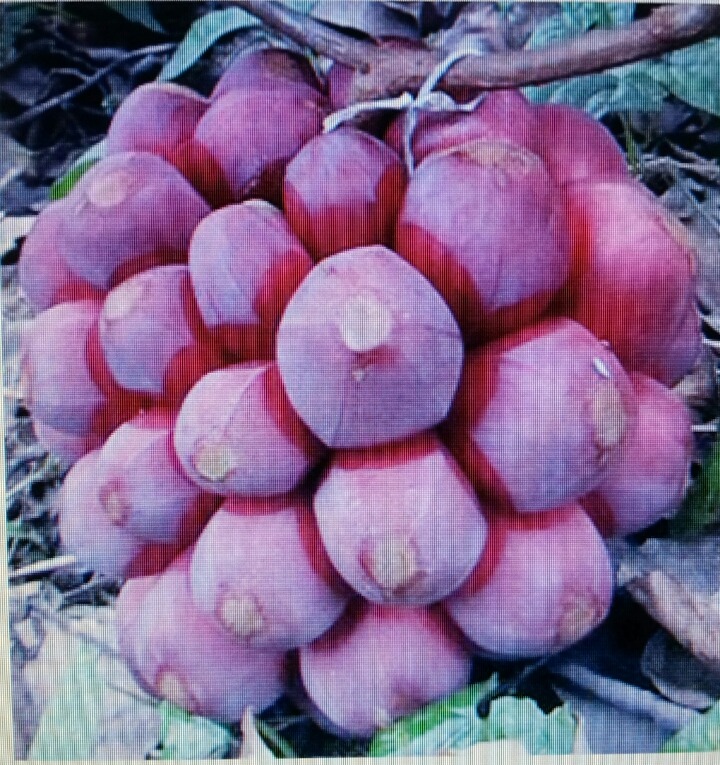 노호 이미지