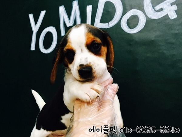 에이플(주) 이미지