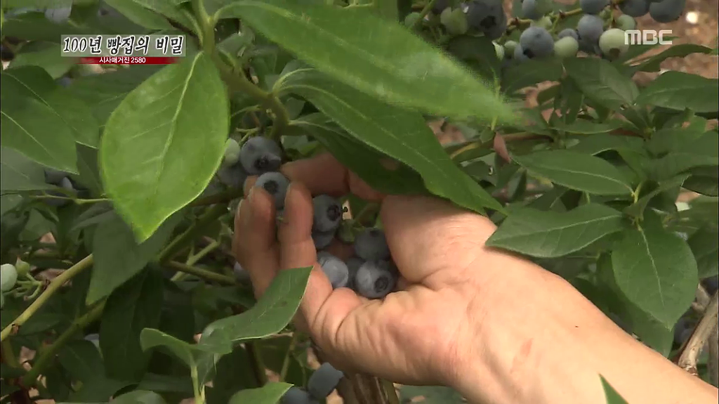 [시사매거진2580] 100년 빵집의 비밀 中 안동 맘모스 제과점 | 인스티즈