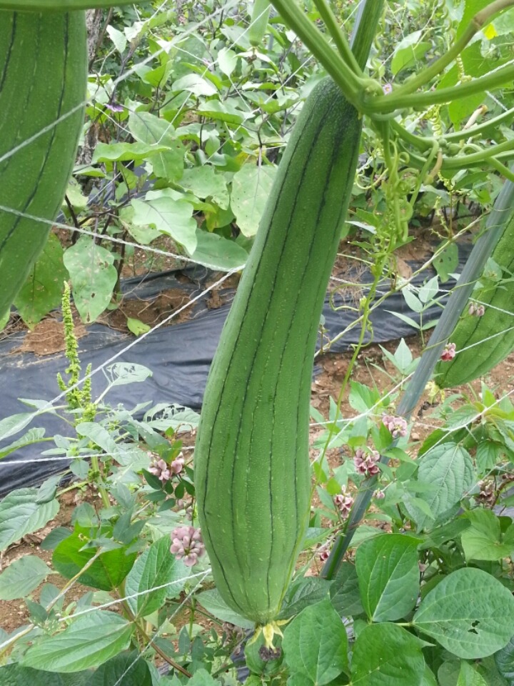 해바라기슈퍼 이미지
