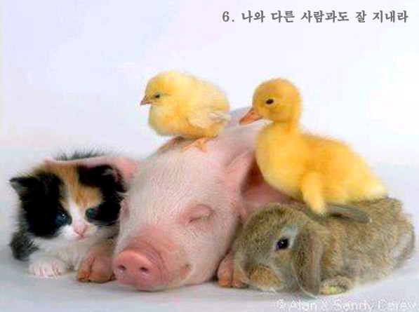 인 이미지