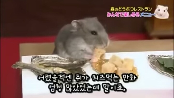 일본의 흔한 햄스터 레스토랑 (아파트 뿌심 주의) | 인스티즈