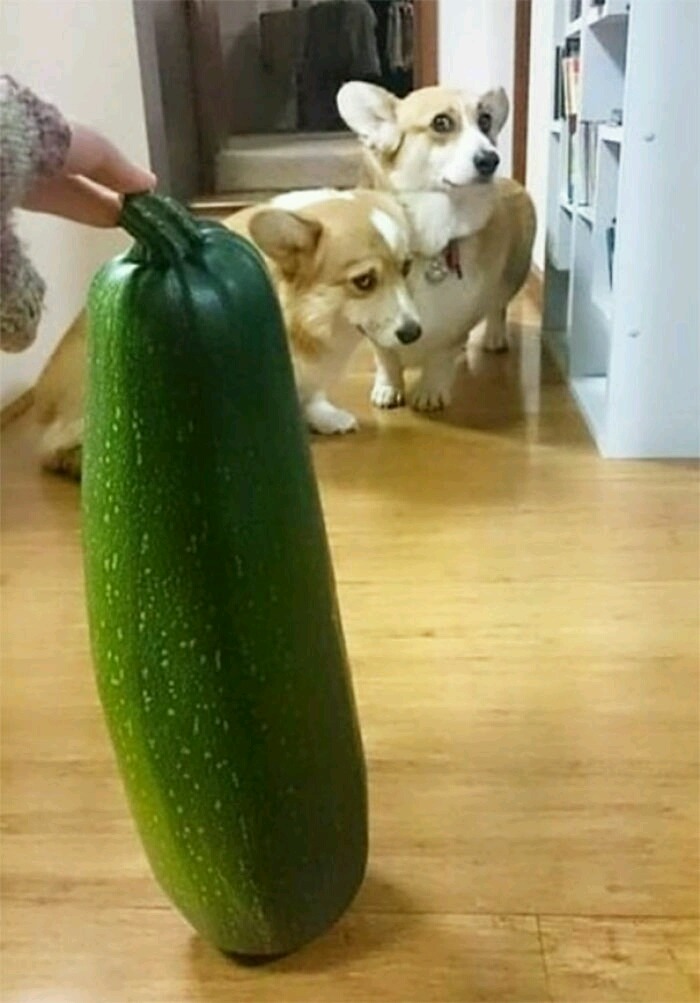 쫄보 댕댕이들.jpg (데이터주의) | 인스티즈