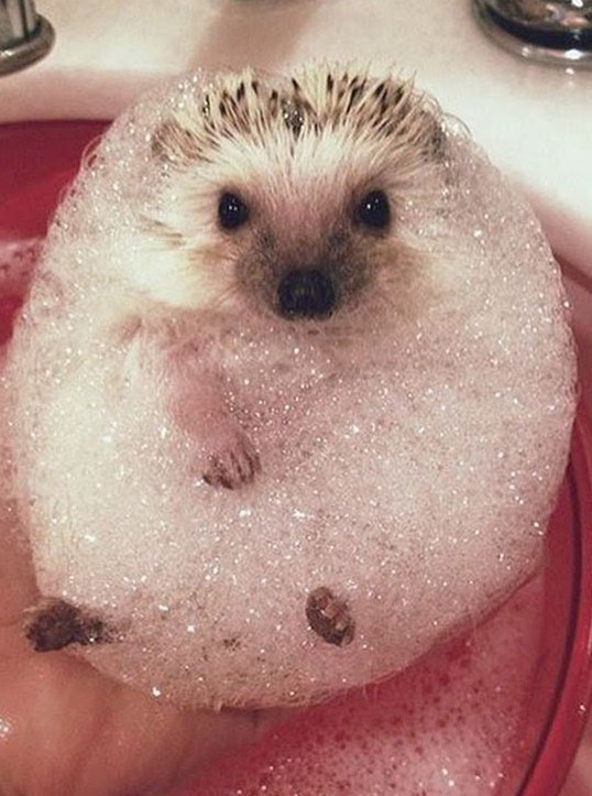 목욕하는 사진 | 인스티즈