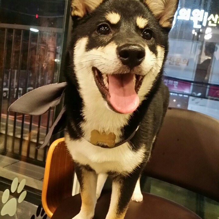 야쿠 이미지