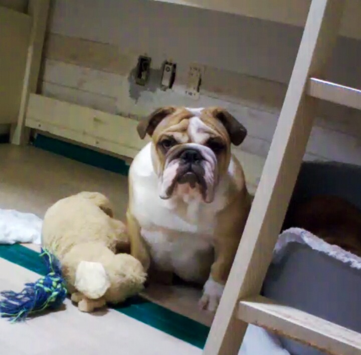 오드리 이미지