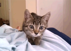 흔드는 고양이들.gif | 인스티즈