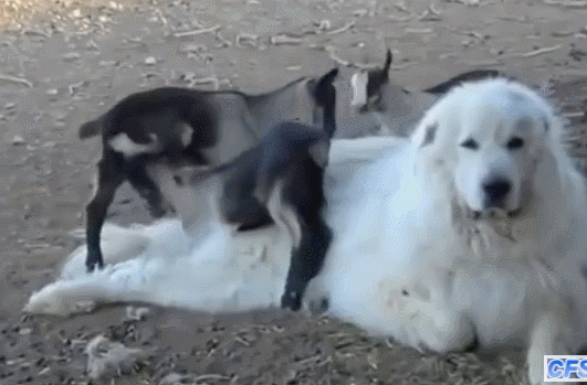 똥꼬발랄,꾸러기라는 말이 딱 어울리는 동물류 甲 | 인스티즈