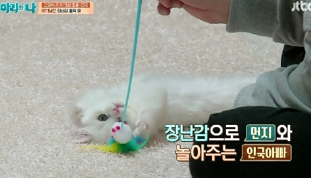 [마리와나] 뚱보냥 호동이 다이어트 시키기 (feat.먼지) | 인스티즈