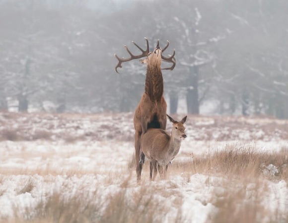 느끼는 사슴.jpg | 인스티즈