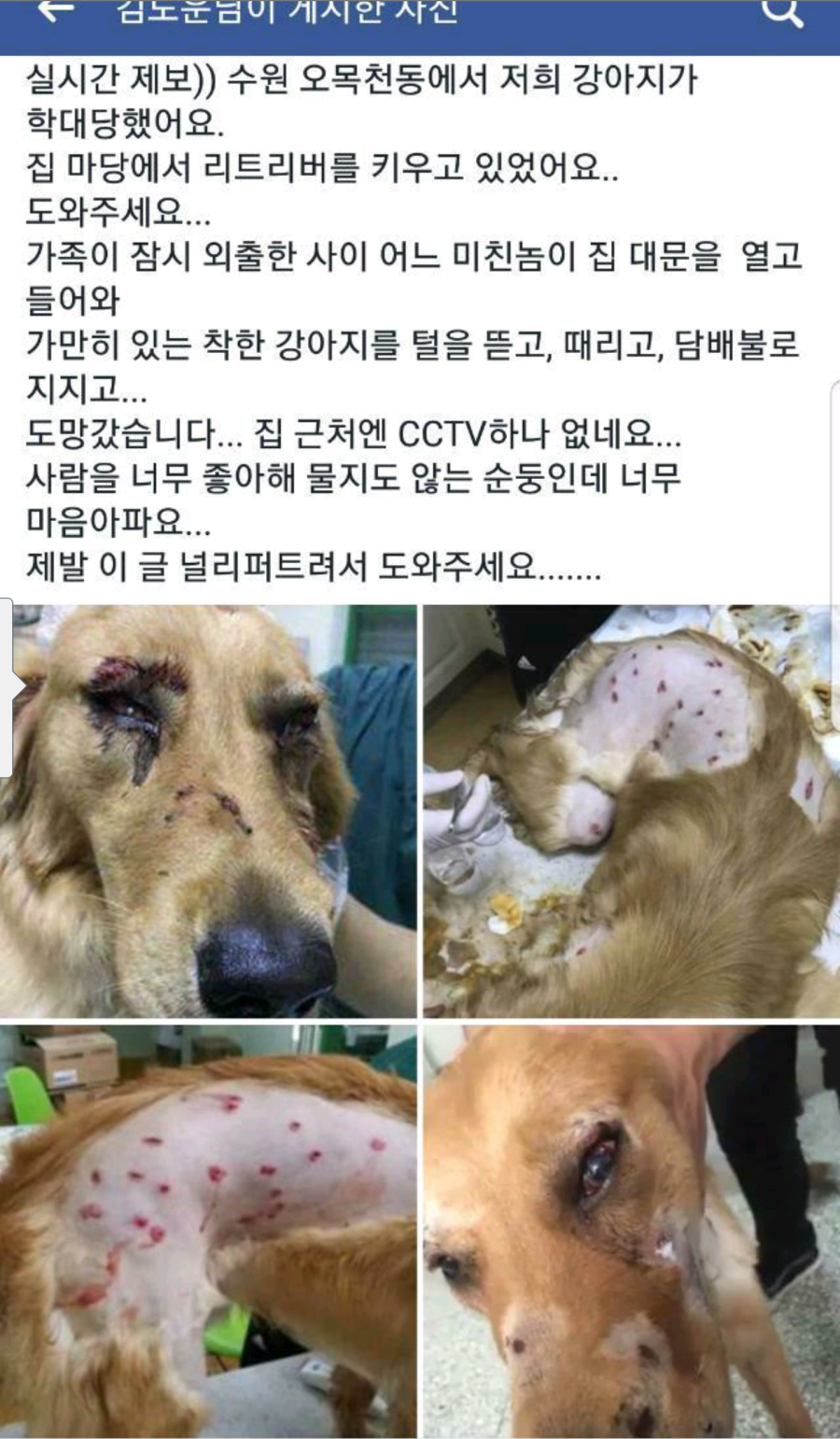 약혐) 수원에서 발생한 리트리버 학대사건 | 인스티즈