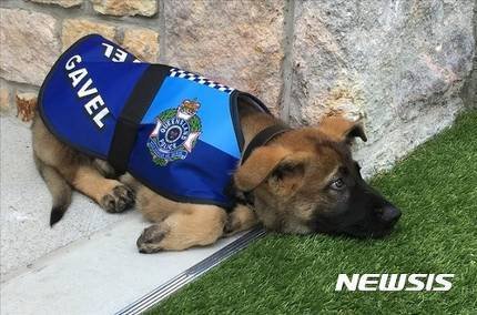 경찰견에서 짤린 이유.jpg | 인스티즈