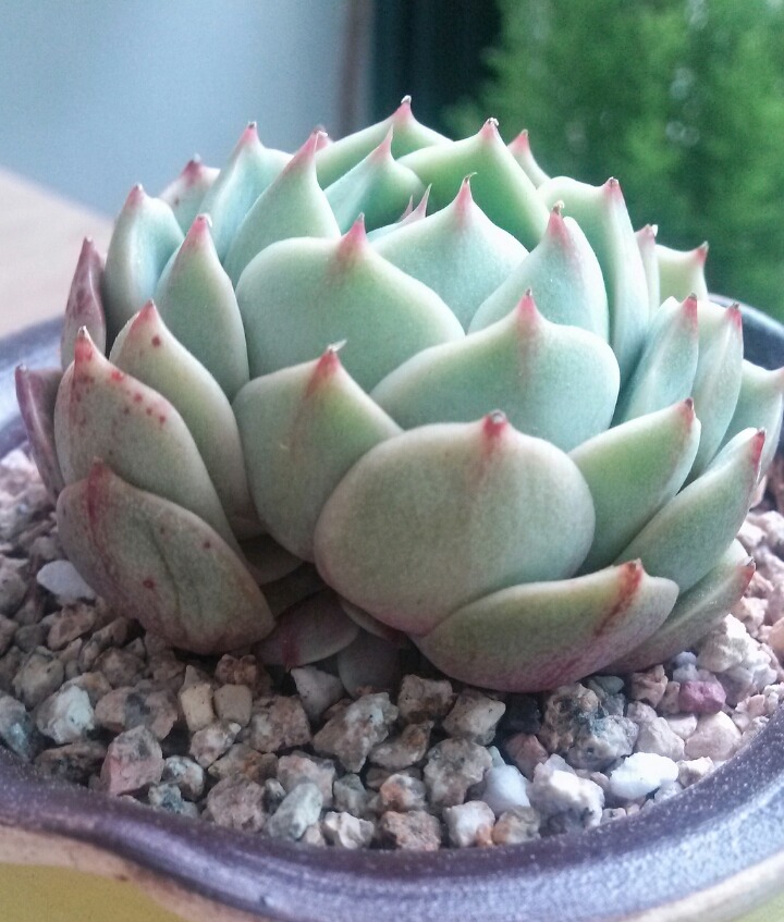 바디스 이미지