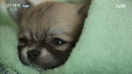 견종 이야기 - 치와와 | 인스티즈