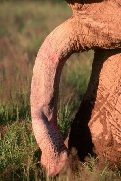 얼룩말 코끼리 오리 돼지 바다거북 두더지의 생식기 (혐오주의) | 인스티즈