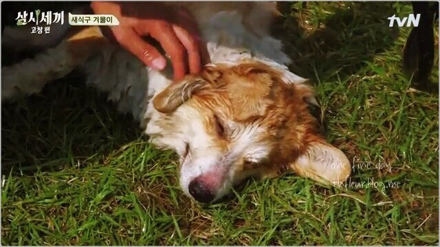너무 귀여운 유해진 반려견 겨울이♡ | 인스티즈